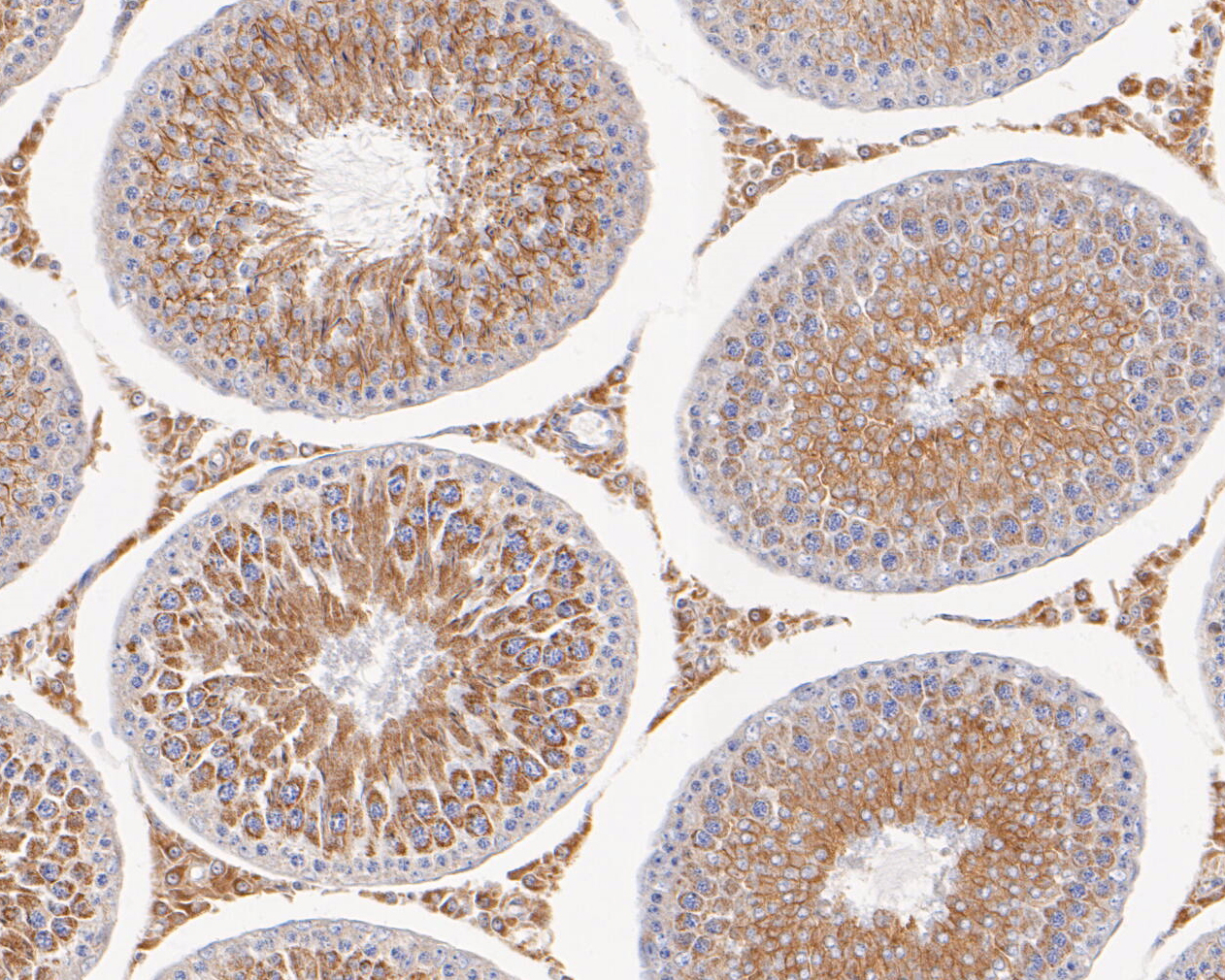 Immunohistochemical analysis of paraffin-embedded rat testis tissue using anti-CHRNA3 antibody. The section was pre-treated using heat mediated antigen retrieval with Tris-EDTA buffer (pH 8.0-8.4) for 20 minutes.The tissues were blocked in 5% BSA for 30 minutes at room temperature, washed with ddH2O and PBS, and then probed with the primary antibody (ER1902-13, 1/200) for 30 minutes at room temperature. The detection was performed using an HRP conjugated compact polymer system. DAB was used as the chromogen. Tissues were counterstained with hematoxylin and mounted with DPX.