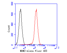 Flow cytometric analysis of MDM2 was done on Daudi cells. The cells were fixed, permeabilized and stained with the primary antibody (ER1902-14, 1/50) (red). After incubation of the primary antibody at room temperature for an hour, the cells were stained with a Alexa Fluor 488-conjugated Goat anti-Rabbit IgG Secondary antibody at 1/1000 dilution for 30 minutes.Unlabelled sample was used as a control (cells without incubation with primary antibody; black).