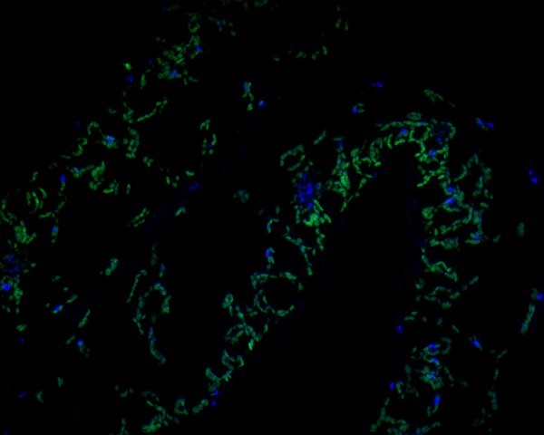 Immunofluorescence staining of paraffin- embedded A. thaliana using anti-AP-4 complex subunit sigma rabbit polyclonal antibody.The section was pre-treated using heat mediated antigen retrieval with Tris-EDTA buffer (pH 9.0) for 20 minutes. The tissues were blocked in 10% negative goat serum for 1 hour at room temperature, washed with PBS, and then probed with ER1902-15 at 1/50 dilution for 10 hours at 4℃ and detected using Alexa Fluor® 488 conjugate-Goat anti-Rabbit IgG (H+L) Secondary Antibody at a dilution of 1:500 for 1 hour at room temperature.