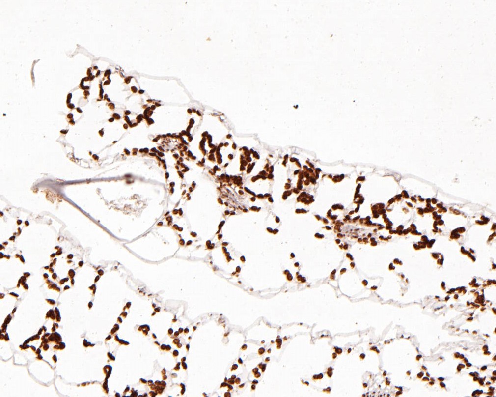 Immunohistochemical analysis of paraffin-embedded A. thaliana tissue using anti-AP-4 complex subunit sigma antibody. The section was pre-treated using heat mediated antigen retrieval with Tris-EDTA buffer (pH 8.0-8.4) for 20 minutes.The tissues were blocked in 5% BSA for 30 minutes at room temperature, washed with ddH2O and PBS, and then probed with the primary antibody (ER1902-15, 1/200) for 30 minutes at room temperature. The detection was performed using an HRP conjugated compact polymer system. DAB was used as the chromogen. Tissues were counterstained with hematoxylin and mounted with DPX.