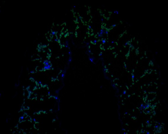 Immunofluorescence staining of paraffin-embedded A. thaliana tissue using anti-AP-4 complex subunit epsilon antibody. The section was pre-treated using heat mediated antigen retrieval with Tris-EDTA buffer (pH 9.0) for 20 minutes. The tissues were blocked in 10% negative goat serum for 1 hour at room temperature, washed with PBS, and then probed with ER1902-16 at 1/50 dilution for 10 hours at 4℃ and detected using Alexa Fluor® 488 conjugate-Goat anti-Rabbit IgG (H+L) Secondary Antibody at a dilution of 1:500 for 1 hour at room temperature.