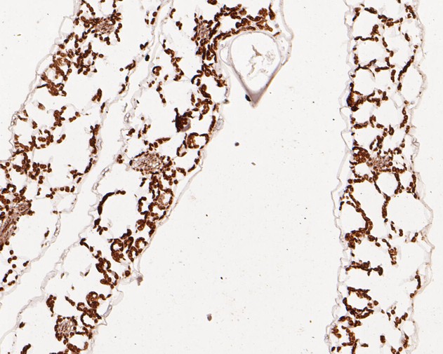 Immunohistochemical analysis of paraffin-embedded A. thaliana tissue using anti-AP-4 complex subunit epsilon antibody. The section was pre-treated using heat mediated antigen retrieval with Tris-EDTA buffer (pH 8.0-8.4) for 20 minutes.The tissues were blocked in 5% BSA for 30 minutes at room temperature, washed with ddH2O and PBS, and then probed with the primary antibody (ER1902-16, 1/50) for 30 minutes at room temperature. The detection was performed using an HRP conjugated compact polymer system. DAB was used as the chromogen. Tissues were counterstained with hematoxylin and mounted with DPX.