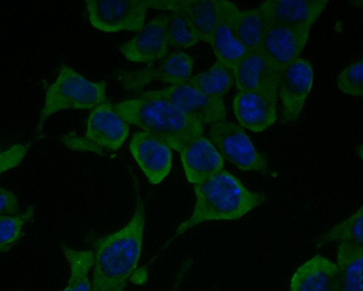 ICC staining of ETN1 in F9 cells (green). Formalin fixed cells were permeabilized with 0.1% Triton X-100 in TBS for 10 minutes at room temperature and blocked with 1% Blocker BSA for 15 minutes at room temperature. Cells were probed with the primary antibody (ER1902-23, 1/100) for 1 hour at room temperature, washed with PBS. Alexa Fluor®488 Goat anti-Rabbit IgG was used as the secondary antibody at 1/1,000 dilution. The nuclear counter stain is DAPI (blue).