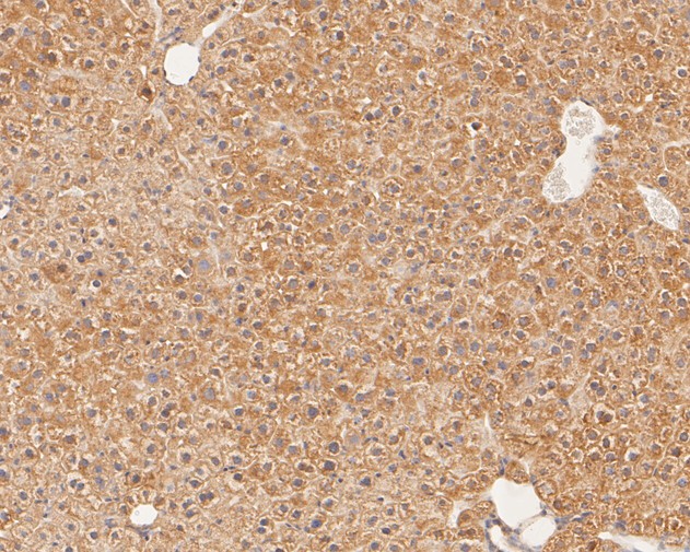 Immunohistochemical analysis of paraffin-embedded mouse liver tissue using anti-GM648 antibody. The section was pre-treated using heat mediated antigen retrieval with Tris-EDTA buffer (pH 8.0-8.4) for 20 minutes.The tissues were blocked in 5% BSA for 30 minutes at room temperature, washed with ddH2O and PBS, and then probed with the primary antibody (ER1902-26, 1/100) for 30 minutes at room temperature. The detection was performed using an HRP conjugated compact polymer system. DAB was used as the chromogen. Tissues were counterstained with hematoxylin and mounted with DPX.
