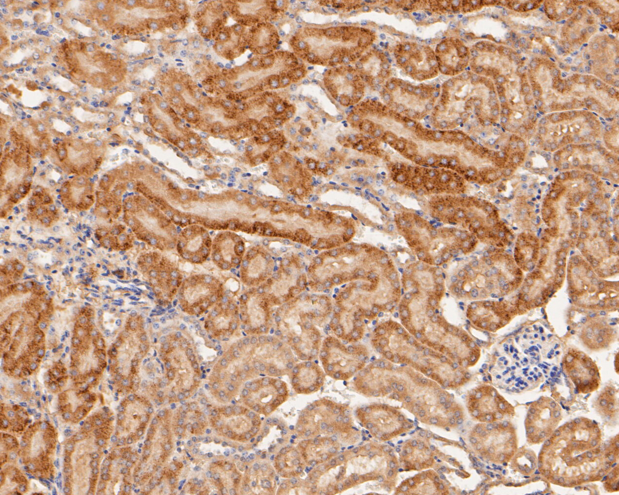Immunohistochemical analysis of paraffin-embedded mouse kidney tissue using anti-GM648 antibody. The section was pre-treated using heat mediated antigen retrieval with Tris-EDTA buffer (pH 8.0-8.4) for 20 minutes.The tissues were blocked in 5% BSA for 30 minutes at room temperature, washed with ddH2O and PBS, and then probed with the primary antibody (ER1902-26, 1/100) for 30 minutes at room temperature. The detection was performed using an HRP conjugated compact polymer system. DAB was used as the chromogen. Tissues were counterstained with hematoxylin and mounted with DPX.