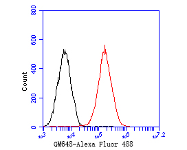 Flow cytometric analysis of GM648 was done on F9 cells. The cells were fixed, permeabilized and stained with the primary antibody (ER1902-26, 1/50) (red). After incubation of the primary antibody at room temperature for an hour, the cells were stained with a Alexa Fluor 488-conjugated Goat anti-Rabbit IgG Secondary antibody at 1/1000 dilution for 30 minutes.Unlabelled sample was used as a control (cells without incubation with primary antibody; black).