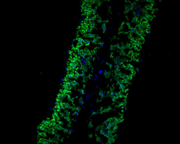 Immunofluorescence staining of paraffin- embedded A. thaliana using anti-PAS2 rabbit polyclonal antibody.The section was pre-treated using heat mediated antigen retrieval with Tris-EDTA buffer (pH 9.0) for 20 minutes.(sodium citrate buffer (pH6) for 20 mins.) The tissues were blocked in 10% negative goat serum for 1 hour at room temperature, washed with PBS, and then probed with ER1902-29 at 1/50 dilution for 10 hours at 4℃ and detected using Alexa Fluor® 488 conjugate-Goat anti-Rabbit IgG (H+L) Secondary Antibody at a dilution of 1:500 for 1 hour at room temperature.