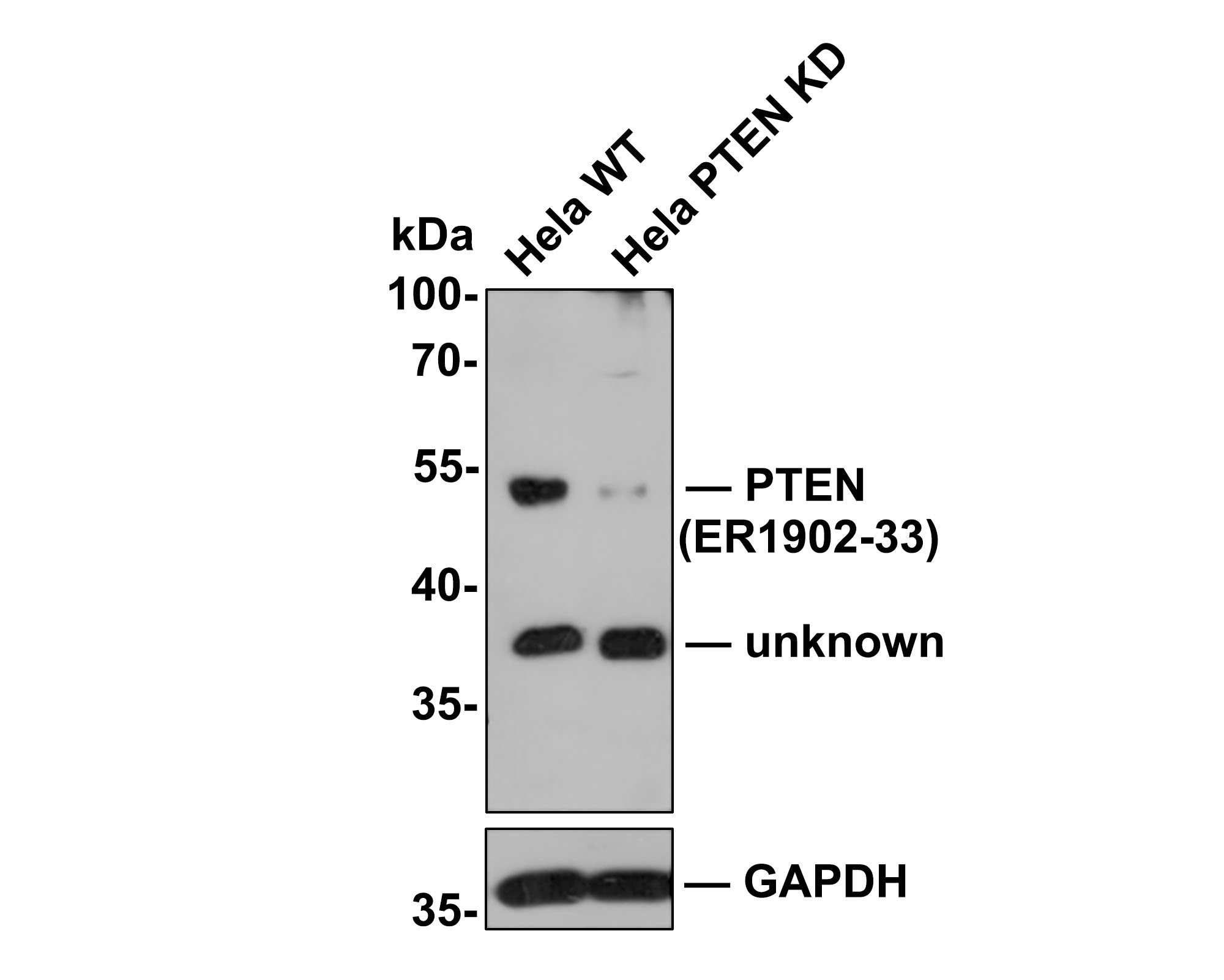 All lanes: Western blot analysis of PTEN with anti-PTEN antibody (ER1902-33) at 1:500 dilution.<br />
Lane 1: Wild-type Hela whole cell lysate (10 µg).<br />
Lane 2: PTEN knockdown Hela whole cell lysate (10 µg).<br />
<br />
ER1902-33 was shown to specifically react with PTEN in wild-type Hela cells. Weakened band was observed when PTEN knockdown sample was tested. Wild-type and PTEN knockdown samples were subjected to SDS-PAGE. Proteins were transferred to a PVDF membrane and blocked with 5% NFDM in TBST for 1 hour at room temperature. The primary antibody (ER1902-33, 1:500) was used in 5% BSA at room temperature for 2 hours. Goat Anti-Rabbit IgG-HRP Secondary Antibody (HA1001) at 1:300,000 dilution was used for 1 hour at room temperature.