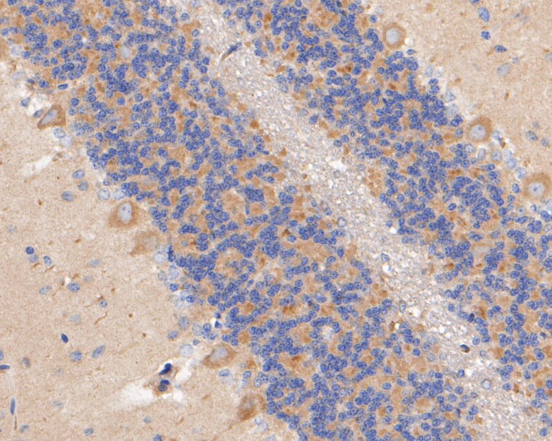 Immunohistochemical analysis of paraffin-embedded rat cerebellum tissue using anti-PTEN antibody. The section was pre-treated using heat mediated antigen retrieval with sodium citrate buffer (pH 6.0) for 20 minutes. The tissues were blocked in 5% BSA for 30 minutes at room temperature, washed with ddH2O and PBS, and then probed with the primary antibody (ER1902-33, 1/200)  for 30 minutes at room temperature. The detection was performed using an HRP conjugated compact polymer system. DAB was used as the chromogen. Tissues were counterstained with hematoxylin and mounted with DPX.