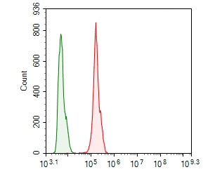 Flow cytometric analysis of Factor XIIIa was done on Hela cells. The cells were fixed, permeabilized and stained with the primary antibody (ER1902-34, 1/100) (red). After incubation of the primary antibody at room temperature for an hour, the cells were stained with a Alexa Fluor 488-conjugated goat anti-rabbit IgG Secondary antibody at 1/500 dilution for 30 minutes.Unlabelled sample was used as a control (cells without incubation with primary antibody; green).