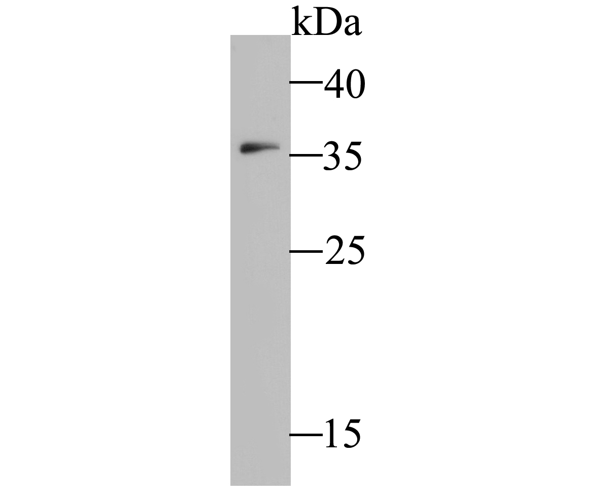 Western blot analysis of IL18 binding protein on K562 cell lysate. Proteins were transferred to a PVDF membrane and blocked with 5% BSA in PBS for 1 hour at room temperature. The primary antibody (ER1902-36, 1/500) was used in 5% BSA at room temperature for 2 hours. Goat Anti-Rabbit IgG - HRP Secondary Antibody (HA1001) at 1:5,000 dilution was used for 1 hour at room temperature.