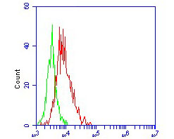Flow cytometric analysis of ACE2 was done on Vero cells. The cells were stained with the primary antibody (ER1902-40, 1/50) (red). After incubation of the primary antibody at room temperature for an hour, the cells were stained with a Alexa Fluor 488-conjugated Goat anti-Rabbit IgG Secondary antibody at 1/1,000 dilution for 30 minutes.Unlabelled sample was used as a control (cells without incubation with primary antibody; green).