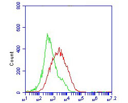 Flow cytometric analysis of ACE2 was done with ACE2 transfected 293 cells. The cells were stained with the primary antibody (ER1902-40, 1/50) (red). After incubation of the primary antibody at room temperature for an hour, the cells were stained with a Alexa Fluor 488-conjugated Goat anti-Rabbit IgG Secondary antibody at 1/1000 dilution for 30 minutes.Unlabelled sample was used as a control (cells without incubation with primary antibody; green).