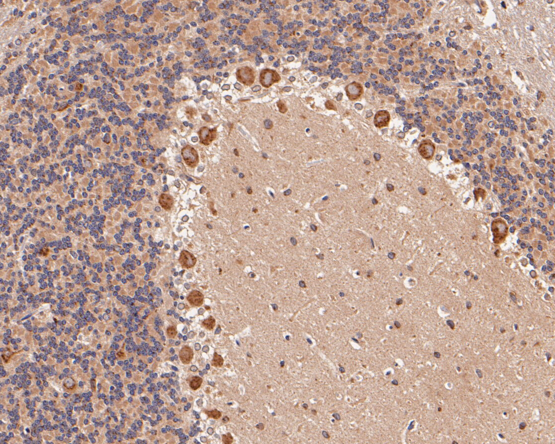Immunohistochemical analysis of paraffin-embedded rat cerebellar  tissue using anti-KCNN2 antibody. The section was pre-treated using heat mediated antigen retrieval with Tris-EDTA buffer (pH 8.0-8.4) for 20 minutes.The tissues were blocked in 5% BSA for 30 minutes at room temperature, washed with ddH2O and PBS, and then probed with the primary antibody (ER1902-41, 1/100) for 30 minutes at room temperature. The detection was performed using an HRP conjugated compact polymer system. DAB was used as the chromogen. Tissues were counterstained with hematoxylin and mounted with DPX.