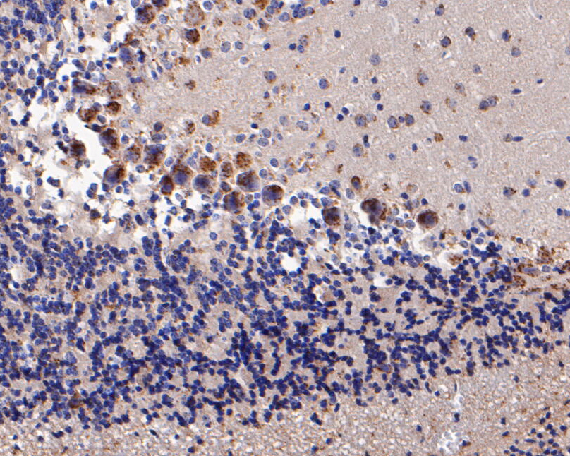 Immunohistochemical analysis of paraffin-embedded rat cerebellar tissue using anti-KCNN2 antibody. The section was pre-treated using heat mediated antigen retrieval with Tris-EDTA buffer (pH 8.0-8.4) for 20 minutes.The tissues were blocked in 5% BSA for 30 minutes at room temperature, washed with ddH2O and PBS, and then probed with the primary antibody (ER1902-41, 1/200) for 30 minutes at room temperature. The detection was performed using an HRP conjugated compact polymer system. DAB was used as the chromogen. Tissues were counterstained with hematoxylin and mounted with DPX.