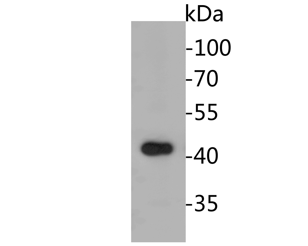 Western blot analysis of Flavin-containing monooxygenase on rice tissue lysates. Proteins were transferred to a PVDF membrane and blocked with 5% BSA in PBS for 1 hour at room temperature. The primary antibody (ER1902-44, 1/500) was used in 5% BSA at room temperature for 2 hours. Goat Anti-Rabbit IgG - HRP Secondary Antibody (HA1001) at 1:5,000 dilution was used for 1 hour at room temperature.