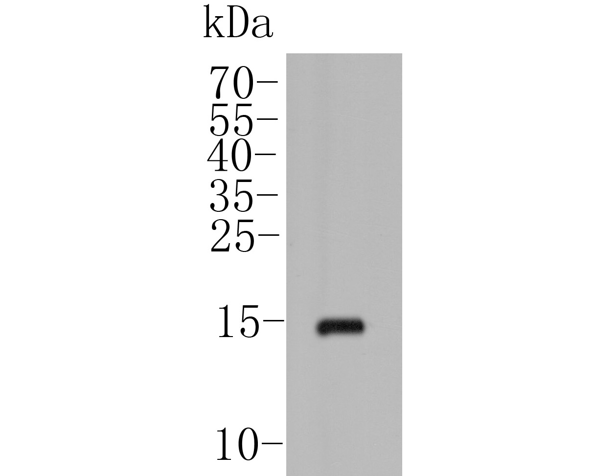 Western blot analysis of POLR2H on  MCF-7 cell lysates. Proteins were transferred to a PVDF membrane and blocked with 5% BSA in PBS for 1 hour at room temperature. The primary antibody (ER1902-46, 1/500) was used in 5% BSA at room temperature for 2 hours. Goat Anti-Rabbit IgG - HRP Secondary Antibody (HA1001) at 1:5,000 dilution was used for 1 hour at room temperature.