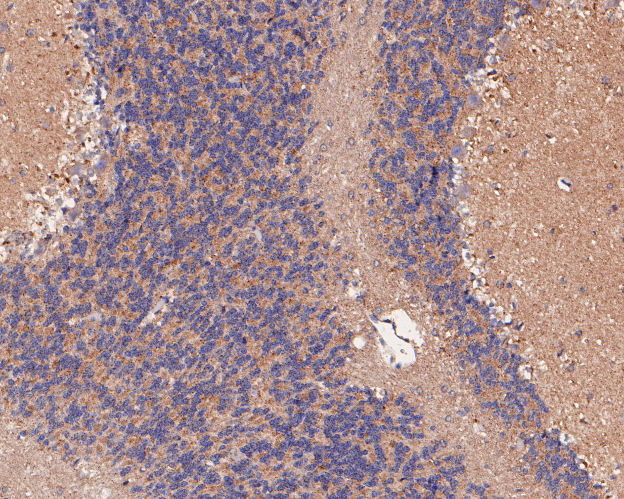 Immunohistochemical analysis of paraffin-embedded rat cerebellum tissue using anti-KCNK9 antibody. The section was pre-treated using heat mediated antigen retrieval with Tris-EDTA buffer (pH 8.0-8.4) for 20 minutes.The tissues were blocked in 5% BSA for 30 minutes at room temperature, washed with ddH2O and PBS, and then probed with the primary antibody (ER1902-47, 1/50) for 30 minutes at room temperature. The detection was performed using an HRP conjugated compact polymer system. DAB was used as the chromogen. Tissues were counterstained with hematoxylin and mounted with DPX.