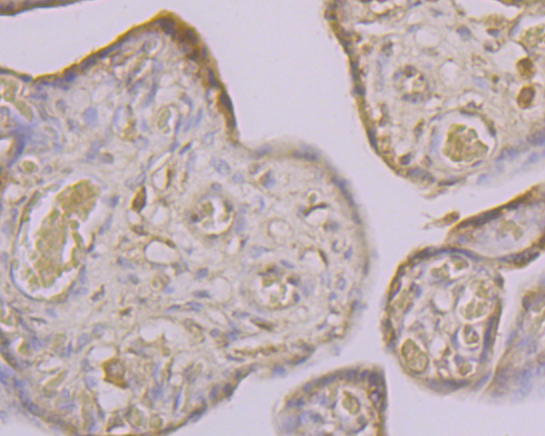 Immunohistochemical analysis of paraffin-embedded human placenta tissue using anti-CLIC4 antibody. The section was pre-treated using heat mediated antigen retrieval with Tris-EDTA buffer (pH 8.0-8.4) for 20 minutes.The tissues were blocked in 5% BSA for 30 minutes at room temperature, washed with ddH2O and PBS, and then probed with the primary antibody (ER1902-48, 1/100) for 30 minutes at room temperature. The detection was performed using an HRP conjugated compact polymer system. DAB was used as the chromogen. Tissues were counterstained with hematoxylin and mounted with DPX.