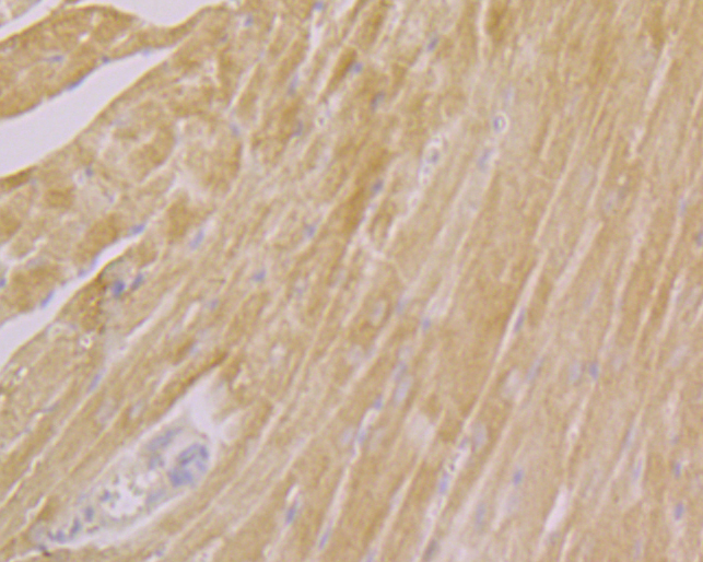 Immunohistochemical analysis of paraffin-embedded mouse heart tissue using anti-CLIC4 antibody. The section was pre-treated using heat mediated antigen retrieval with Tris-EDTA buffer (pH 8.0-8.4) for 20 minutes.The tissues were blocked in 5% BSA for 30 minutes at room temperature, washed with ddH2O and PBS, and then probed with the primary antibody (ER1902-48, 1/100) for 30 minutes at room temperature. The detection was performed using an HRP conjugated compact polymer system. DAB was used as the chromogen. Tissues were counterstained with hematoxylin and mounted with DPX.
