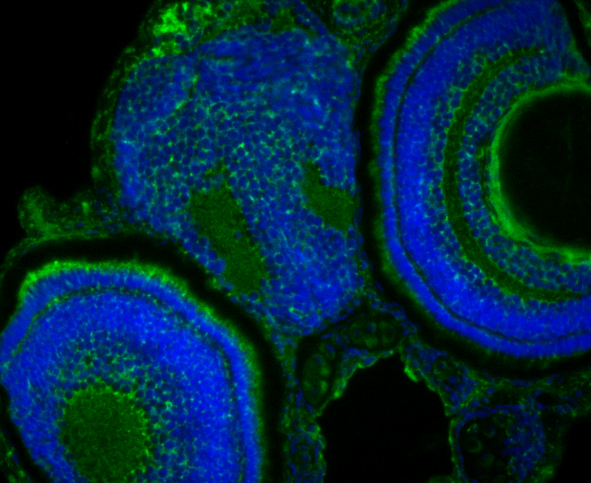 IF staining of YARS2 in Zebrafish embryos (green). The nuclear counter stain is DAPI (blue). Cells were fixed in paraformaldehyde, permeabilised with 0.25% Triton X100/PBS.