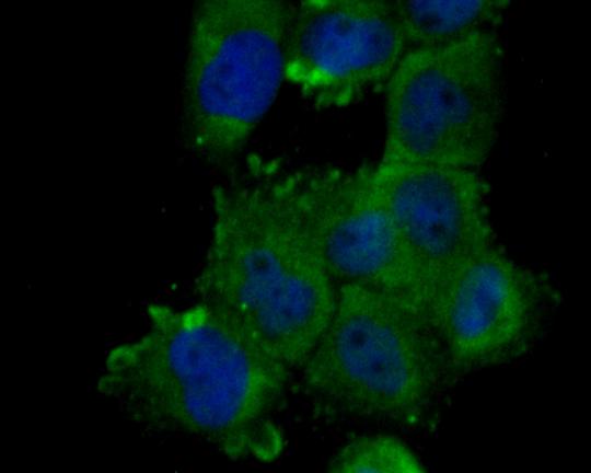 ICC staining of NHE-1 in A431 cells (green). Formalin fixed cells were permeabilized with 0.1% Triton X-100 in TBS for 10 minutes at room temperature and blocked with 1% Blocker BSA for 15 minutes at room temperature. Cells were probed with the primary antibody (ER1902-51, 1/100) for 1 hour at room temperature, washed with PBS. Alexa Fluor®488 Goat anti-Rabbit IgG was used as the secondary antibody at 1/100 dilution. The nuclear counter stain is DAPI (blue).