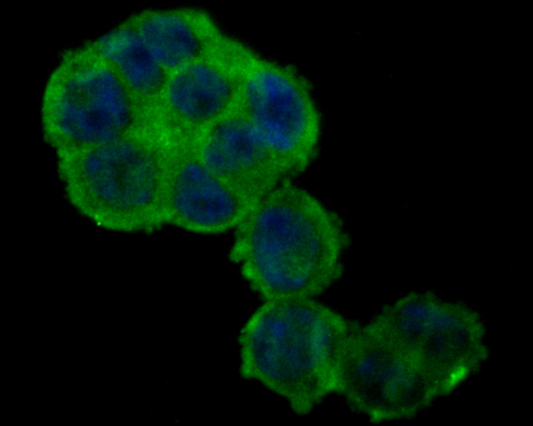 ICC staining of NHE-1 in 293T cells (green). Formalin fixed cells were permeabilized with 0.1% Triton X-100 in TBS for 10 minutes at room temperature and blocked with 1% Blocker BSA for 15 minutes at room temperature. Cells were probed with the primary antibody (ER1902-51, 1/100) for 1 hour at room temperature, washed with PBS. Alexa Fluor®488 Goat anti-Rabbit IgG was used as the secondary antibody at 1/100 dilution. The nuclear counter stain is DAPI (blue).