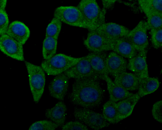 ICC staining of NHE-1 in LOVO cells (green). Formalin fixed cells were permeabilized with 0.1% Triton X-100 in TBS for 10 minutes at room temperature and blocked with 1% Blocker BSA for 15 minutes at room temperature. Cells were probed with the primary antibody (ER1902-51, 1/100) for 1 hour at room temperature, washed with PBS. Alexa Fluor®488 Goat anti-Rabbit IgG was used as the secondary antibody at 1/100 dilution. The nuclear counter stain is DAPI (blue).