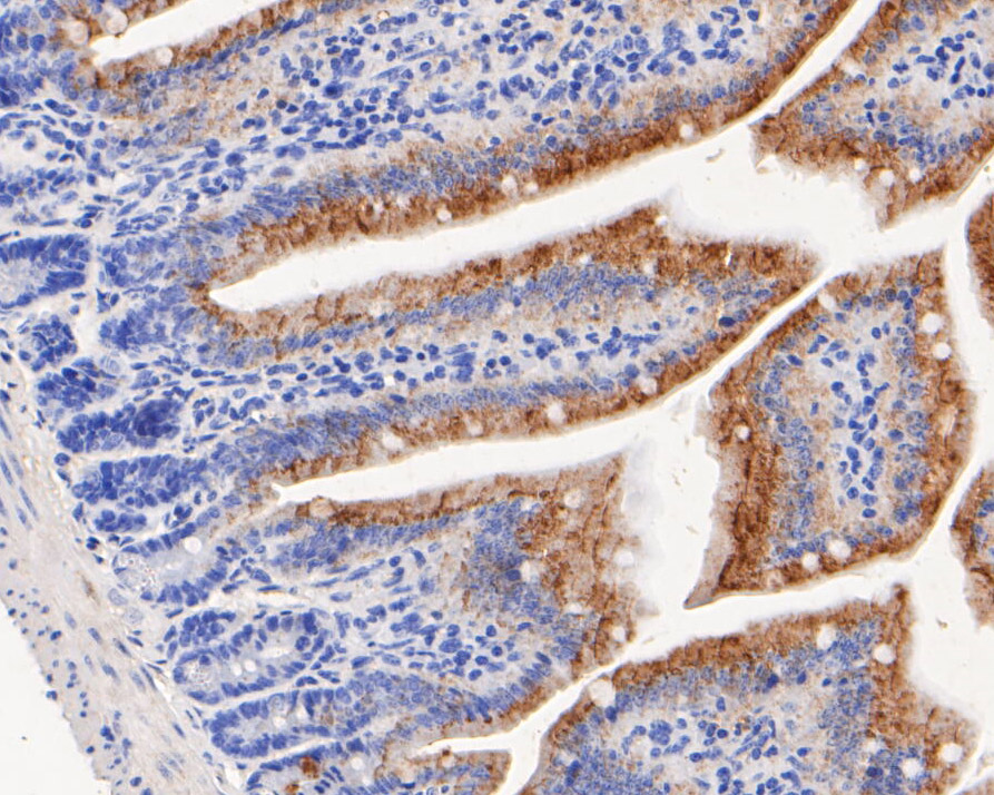 Immunohistochemical analysis of paraffin-embedded mouse colon tissue using anti-NHE-1 antibody. The section was pre-treated using heat mediated antigen retrieval with Tris-EDTA buffer (pH 8.0-8.4) for 20 minutes.The tissues were blocked in 5% BSA for 30 minutes at room temperature, washed with ddH2O and PBS, and then probed with the primary antibody (ER1902-51, 1/100) for 30 minutes at room temperature. The detection was performed using an HRP conjugated compact polymer system. DAB was used as the chromogen. Tissues were counterstained with hematoxylin and mounted with DPX.