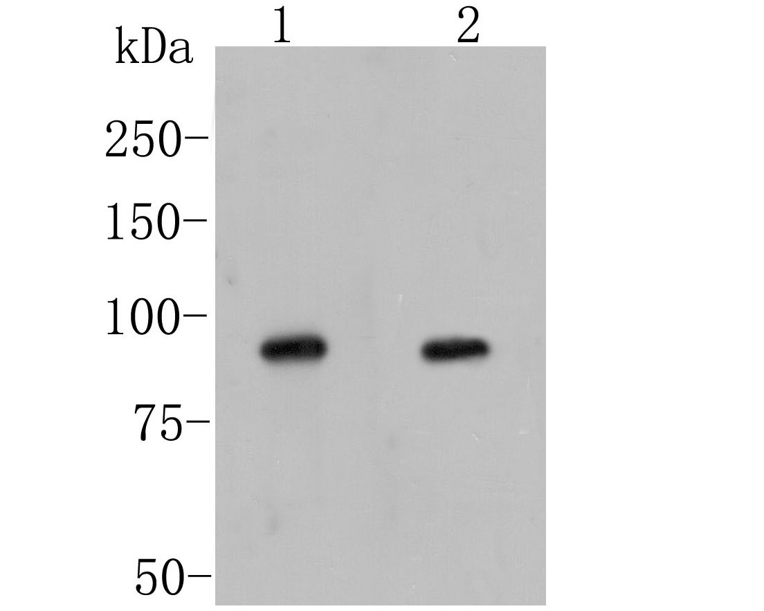 Western blot analysis of LGR5/GPR49 on different lysates. Proteins were transferred to a PVDF membrane and blocked with 5% BSA in PBS for 1 hour at room temperature. The primary antibody (ER1902-52, 1/1000) was used in 5% BSA at room temperature for 2 hours. Goat Anti-Rabbit IgG - HRP Secondary Antibody (HA1001) at 1:5,000 dilution was used for 1 hour at room temperature.<br />
Positive control: <br />
Lane 1: 293 cell lysate<br />
Lane 2: NIH/3T3 cell lysate