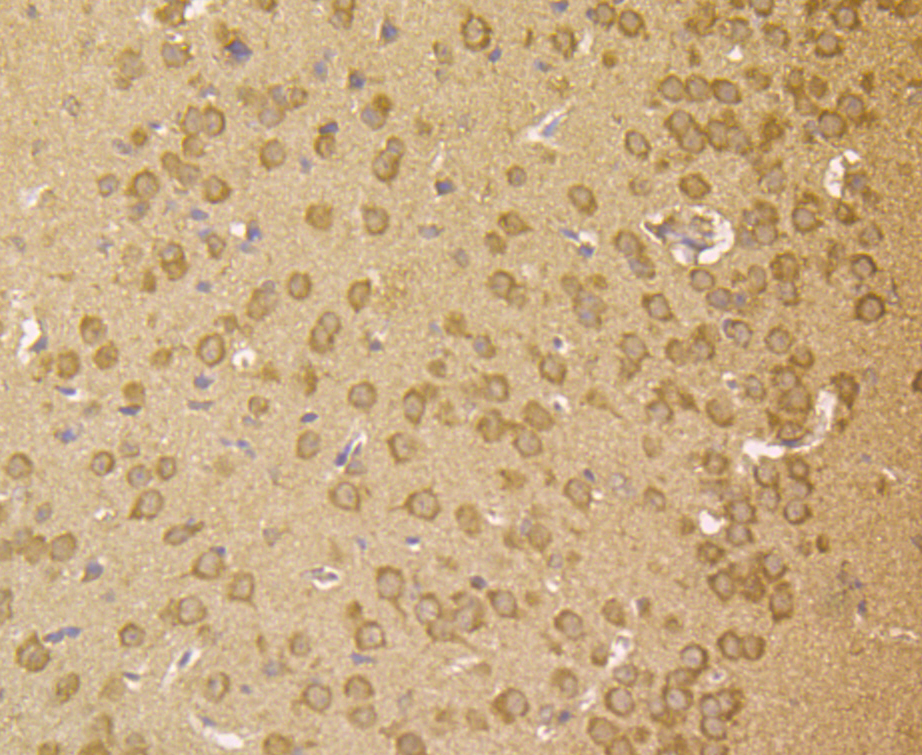 Immunohistochemical analysis of paraffin-embedded mouse brain tissue using anti-LGR5/GPR49 antibody. The section was pre-treated using heat mediated antigen retrieval with Tris-EDTA buffer (pH 8.0-8.4) for 20 minutes.The tissues were blocked in 5% BSA for 30 minutes at room temperature, washed with ddH2O and PBS, and then probed with the antibody (ER1902-52) at 1/200 dilution, for 30 minutes at room temperature and detected using an HRP conjugated compact polymer system. DAB was used as the chrogen. Counter stained with hematoxylin and mounted with DPX.