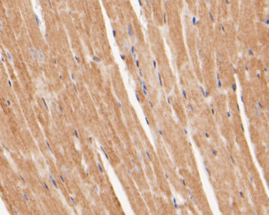 Immunohistochemical analysis of paraffin-embedded mouse heart tissue using anti-Perilipin-5 antibody. The section was pre-treated using heat mediated antigen retrieval with Tris-EDTA buffer (pH 8.0-8.4) for 20 minutes.The tissues were blocked in 5% BSA for 30 minutes at room temperature, washed with ddH2O and PBS, and then probed with the primary antibody (ER1902-53, 1/100) for 30 minutes at room temperature. The detection was performed using an HRP conjugated compact polymer system. DAB was used as the chromogen. Tissues were counterstained with hematoxylin and mounted with DPX.