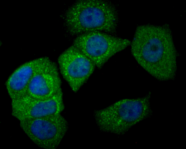 ICC staining of CEACAM6 in MCF-7 cells (green). Formalin fixed cells were permeabilized with 0.1% Triton X-100 in TBS for 10 minutes at room temperature and blocked with 1% Blocker BSA for 15 minutes at room temperature. Cells were probed with the primary antibody (ER1902-54, 1/100) for 1 hour at room temperature, washed with PBS. Alexa Fluor®488 Goat anti-Rabbit IgG was used as the secondary antibody at 1/100 dilution. The nuclear counter stain is DAPI (blue).