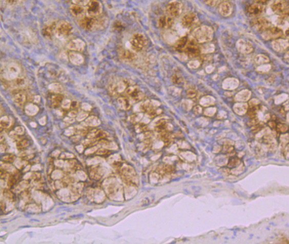Immunohistochemical analysis of paraffin-embedded rat large intestine tissue using anti-GAL4 antibody. The section was pre-treated using heat mediated antigen retrieval with Tris-EDTA buffer (pH 8.0-8.4) for 20 minutes.The tissues were blocked in 5% BSA for 30 minutes at room temperature, washed with ddH2O and PBS, and then probed with the primary antibody (ER1902-63, 1/200) for 30 minutes at room temperature. The detection was performed using an HRP conjugated compact polymer system. DAB was used as the chromogen. Tissues were counterstained with hematoxylin and mounted with DPX.