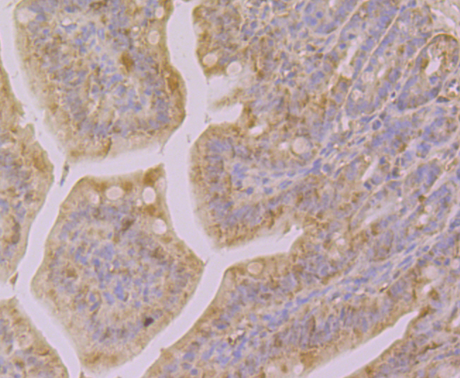 Immunohistochemical analysis of paraffin-embedded mouse colon tissue using anti-GAL4 antibody. The section was pre-treated using heat mediated antigen retrieval with Tris-EDTA buffer (pH 8.0-8.4) for 20 minutes.The tissues were blocked in 5% BSA for 30 minutes at room temperature, washed with ddH2O and PBS, and then probed with the primary antibody (ER1902-63, 1/200) for 30 minutes at room temperature. The detection was performed using an HRP conjugated compact polymer system. DAB was used as the chromogen. Tissues were counterstained with hematoxylin and mounted with DPX.