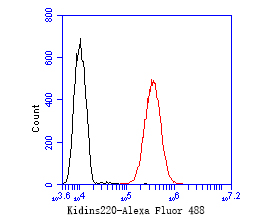 Flow cytometric analysis of Kidins220 was done on SH-SY5Y cells. The cells were fixed, permeabilized and stained with the primary antibody (ER1902-65, 1/50) (red). After incubation of the primary antibody at room temperature for an hour, the cells were stained with a Alexa Fluor 488-conjugated Goat anti-Rabbit IgG Secondary antibody at 1/1000 dilution for 30 minutes.Unlabelled sample was used as a control (cells without incubation with primary antibody; black).