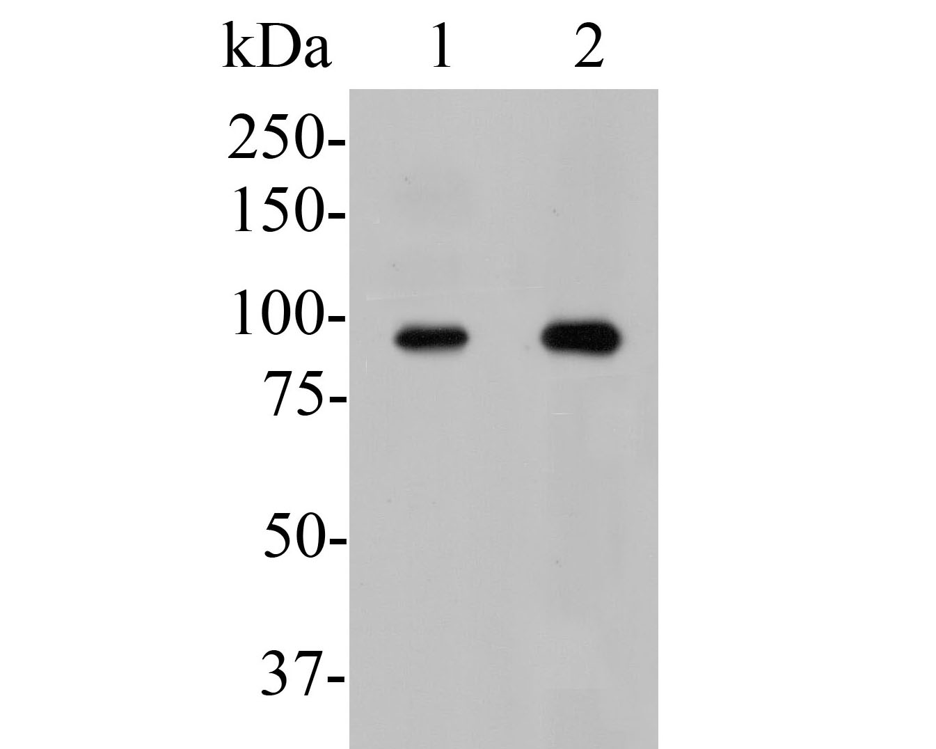 Western blot analysis of USP29 on different lysates. Proteins were transferred to a PVDF membrane and blocked with 5% BSA in PBS for 1 hour at room temperature. The primary antibody (ER1902-76, 1/500) was used in 5% BSA at room temperature for 2 hours. Goat Anti-Rabbit IgG - HRP Secondary Antibody (HA1001) at 1:5,000 dilution was used for 1 hour at room temperature.<br />
Positive control: <br />
Lane 1: THP-1 cell lysate<br />
Lane 2: Rat testis tissue lysate