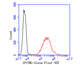 Flow cytometric analysis of IFITM1 was done on K562 cells. The cells were fixed, permeabilized and stained with the primary antibody (ER1902-77, 1/50) (red). After incubation of the primary antibody at room temperature for an hour, the cells were stained with a Alexa Fluor 488-conjugated Goat anti-Rabbit IgG Secondary antibody at 1/1000 dilution for 30 minutes.Unlabelled sample was used as a control (cells without incubation with primary antibody; black).