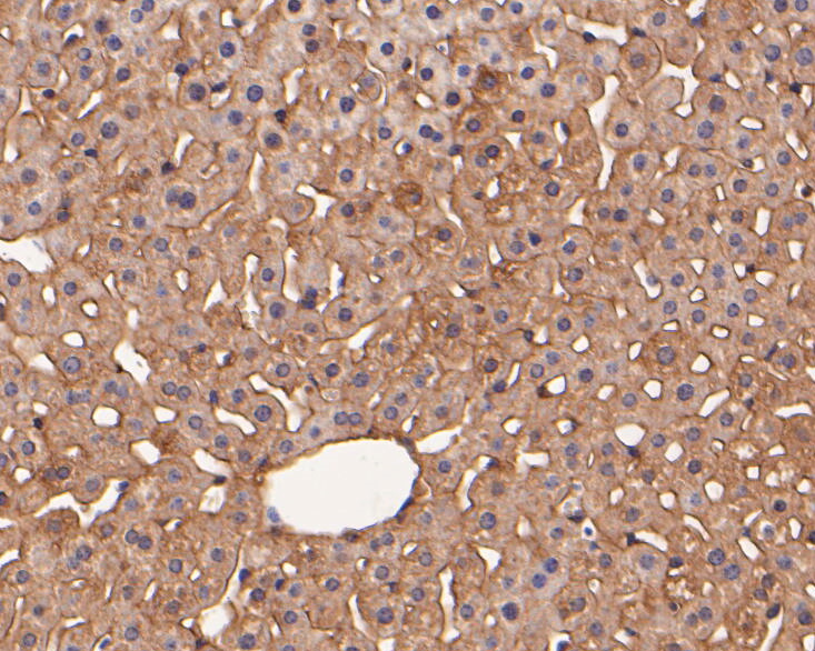 Immunohistochemical analysis of paraffin-embedded mouse liver tissue using anti-Rab11-FIP3 antibody. The section was pre-treated using heat mediated antigen retrieval with Tris-EDTA buffer (pH 8.0-8.4) for 20 minutes.The tissues were blocked in 5% BSA for 30 minutes at room temperature, washed with ddH2O and PBS, and then probed with the primary antibody (ER1902-80, 1/50) for 30 minutes at room temperature. The detection was performed using an HRP conjugated compact polymer system. DAB was used as the chromogen. Tissues were counterstained with hematoxylin and mounted with DPX.
