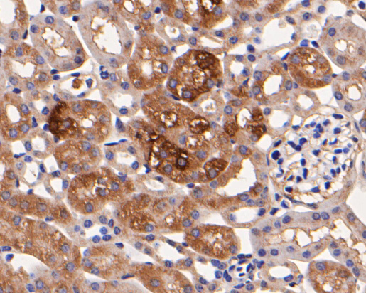 Immunohistochemical analysis of paraffin-embedded mouse kindey  tissue using anti-Rab11-FIP3 antibody. The section was pre-treated using heat mediated antigen retrieval with Tris-EDTA buffer (pH 8.0-8.4) for 20 minutes.The tissues were blocked in 5% BSA for 30 minutes at room temperature, washed with ddH2O and PBS, and then probed with the primary antibody (ER1902-80, 1/200) for 30 minutes at room temperature. The detection was performed using an HRP conjugated compact polymer system. DAB was used as the chromogen. Tissues were counterstained with hematoxylin and mounted with DPX.