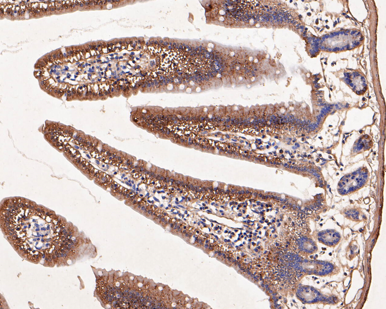 Immunohistochemical analysis of paraffin-embedded mouse small intestine tissue using anti-TRPM4 antibody. The section was pre-treated using heat mediated antigen retrieval with Tris-EDTA buffer (pH 8.0-8.4) for 20 minutes.The tissues were blocked in 5% BSA for 30 minutes at room temperature, washed with ddH2O and PBS, and then probed with the primary antibody (ER1902-81, 1/50) for 30 minutes at room temperature. The detection was performed using an HRP conjugated compact polymer system. DAB was used as the chromogen. Tissues were counterstained with hematoxylin and mounted with DPX.