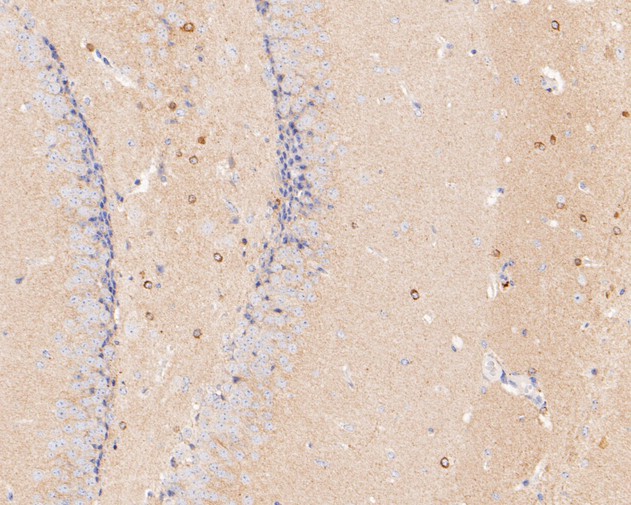 Immunohistochemical analysis of paraffin-embedded mouse brain tissue using anti-GABRA5 antibody. The section was pre-treated using heat mediated antigen retrieval with Tris-EDTA buffer (pH 9.0) for 20 minutes.The tissues were blocked in 5% BSA for 30 minutes at room temperature, washed with ddH2O and PBS, and then probed with the primary antibody (ER1902-82, 1/200) for 30 minutes at room temperature. The detection was performed using an HRP conjugated compact polymer system. DAB was used as the chromogen. Tissues were counterstained with hematoxylin and mounted with DPX.
