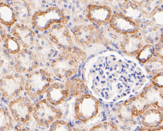 Immunohistochemical analysis of paraffin-embedded rat kidney tissue using anti-GLUD1 antibody. The section was pre-treated using heat mediated antigen retrieval with Tris-EDTA buffer (pH 8.0-8.4) for 20 minutes.The tissues were blocked in 5% BSA for 30 minutes at room temperature, washed with ddH2O and PBS, and then probed with the primary antibody (ER1902-85, 1/200) for 30 minutes at room temperature. The detection was performed using an HRP conjugated compact polymer system. DAB was used as the chromogen. Tissues were counterstained with hematoxylin and mounted with DPX.