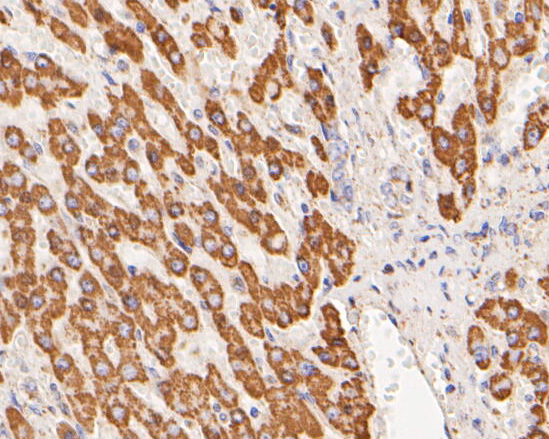 Immunohistochemical analysis of paraffin-embedded human liver tissue using anti-GLUD1 antibody. The section was pre-treated using heat mediated antigen retrieval with Tris-EDTA buffer (pH 8.0-8.4) for 20 minutes.The tissues were blocked in 5% BSA for 30 minutes at room temperature, washed with ddH2O and PBS, and then probed with the primary antibody (ER1902-85, 1/200) for 30 minutes at room temperature. The detection was performed using an HRP conjugated compact polymer system. DAB was used as the chromogen. Tissues were counterstained with hematoxylin and mounted with DPX.