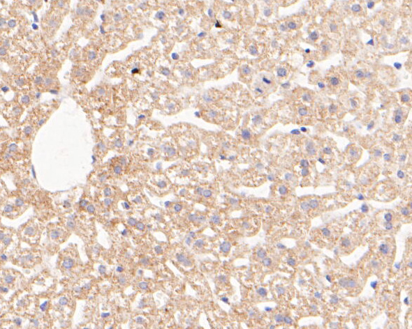 Immunohistochemical analysis of paraffin-embedded mouse liver tissue using anti-GLUD1 antibody. The section was pre-treated using heat mediated antigen retrieval with Tris-EDTA buffer (pH 8.0-8.4) for 20 minutes.The tissues were blocked in 5% BSA for 30 minutes at room temperature, washed with ddH2O and PBS, and then probed with the primary antibody (ER1902-85, 1/50) for 30 minutes at room temperature. The detection was performed using an HRP conjugated compact polymer system. DAB was used as the chromogen. Tissues were counterstained with hematoxylin and mounted with DPX.
