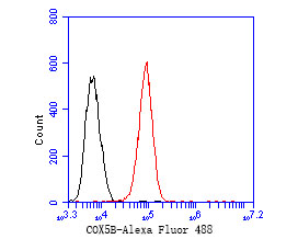 Flow cytometric analysis of COX5B was done on HepG2 cells. The cells were fixed, permeabilized and stained with the primary antibody (ER1902-87, 1/50) (red). After incubation of the primary antibody at room temperature for an hour, the cells were stained with a Alexa Fluor 488-conjugated Goat anti-Rabbit IgG Secondary antibody at 1/1000 dilution for 30 minutes.Unlabelled sample was used as a control (cells without incubation with primary antibody; black).