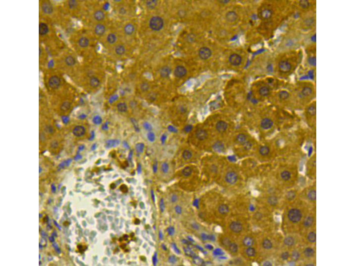 Immunohistochemical analysis of paraffin-embedded rat liver tissue using anti-MSH6 antibody. Counter stained with hematoxylin.