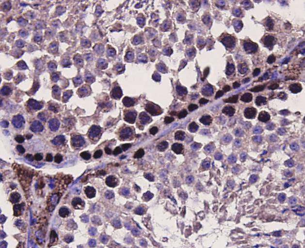 Immunohistochemical analysis of paraffin-embedded mouse testicle tissue using anti-MSH6 antibody. Counter stained with hematoxylin.