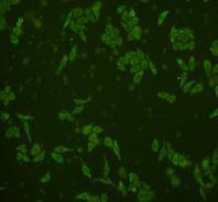 ICC staining GRB2 in HepG2 cells (green). Cells were fixed in paraformaldehyde, permeabilised with 0.25% Triton X100/PBS.