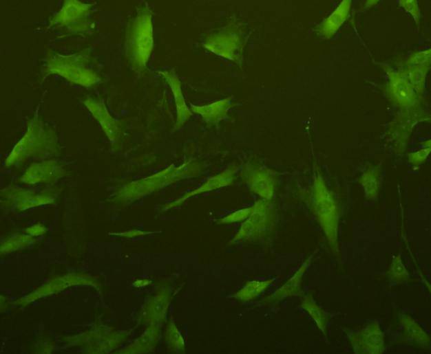 ICC staining p70 S6 Kinase beta in NIH/3T3 cells (green). Cells were fixed in paraformaldehyde, permeabilised with 0.25% Triton X100/PBS.
